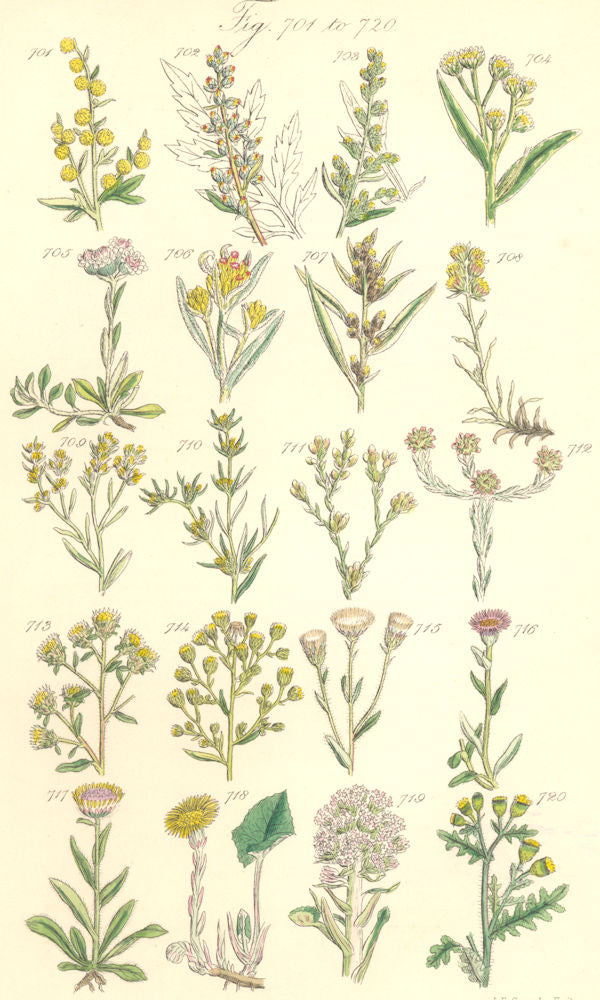 WILD FLOWERS.Wormwood Mugwort Cudweed Spikenard Flea-bane Groundsel.SOWERBY 1890